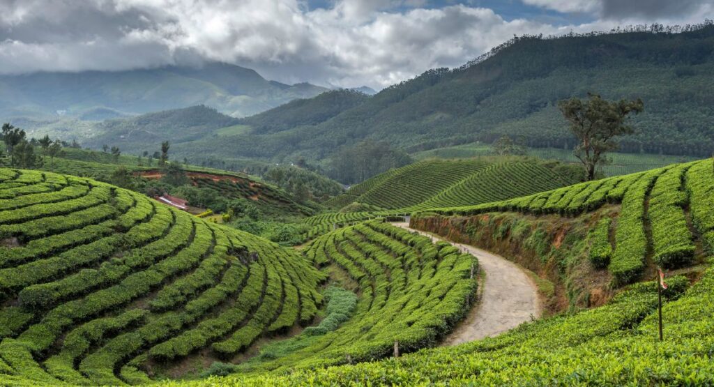 Munnar is quite popular 
