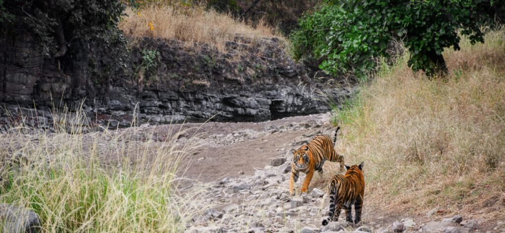 Ranthambore national park safari Rajasthan family