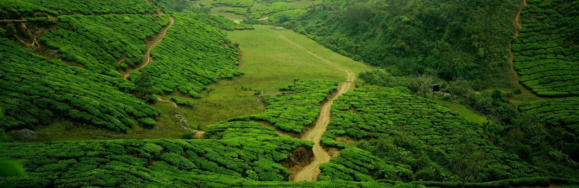 munnar tea plantations trekking