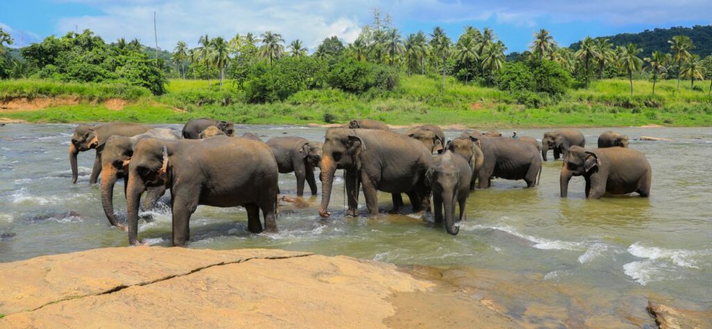 Pinnawala elephant orphanage kids experience