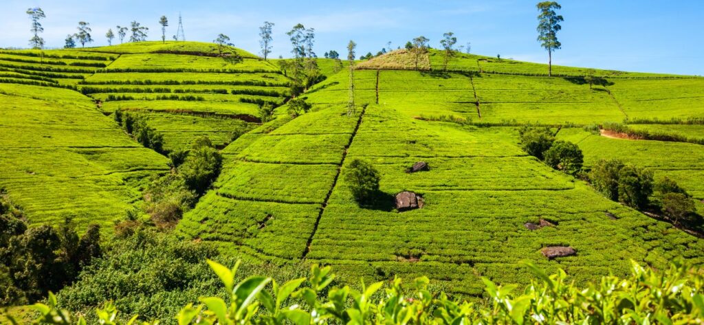 tea plantations Nuwara Eliya Sri Lanka